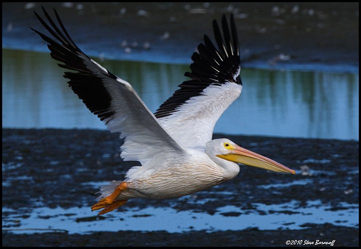 _0SB3425 american white pelican.jpg